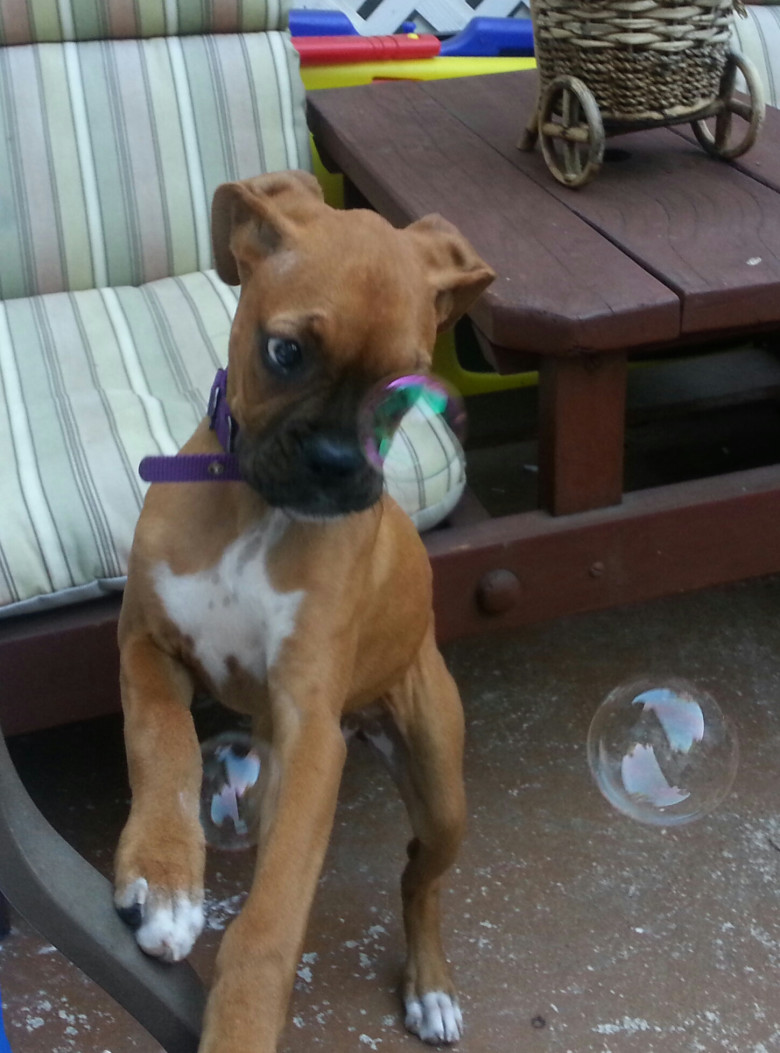 Bubble WTF