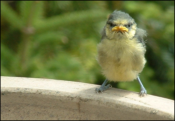 Angry Bird