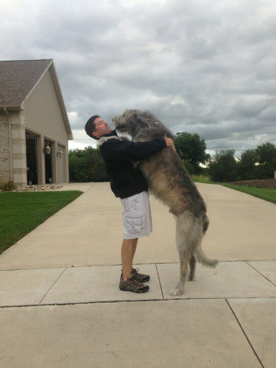 Enorm hund