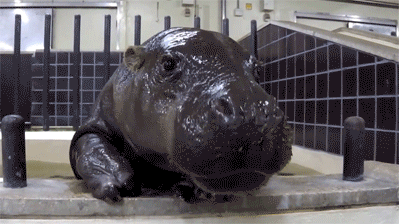 Baby hippo