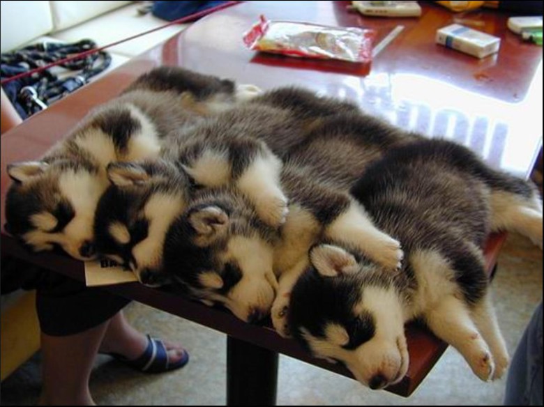 Ett bord huskies