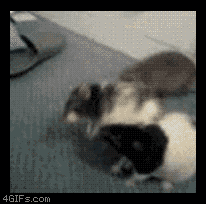 Pattycake