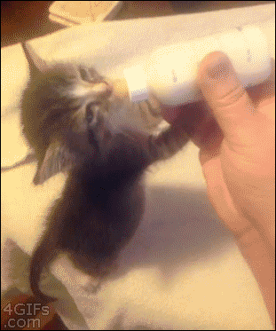 Kattungens kvällsrutin