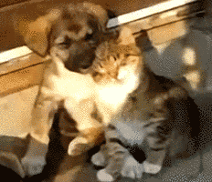 Cuddle faceplant