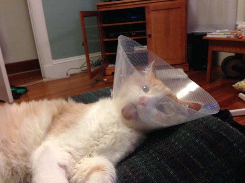 Cone of shame
