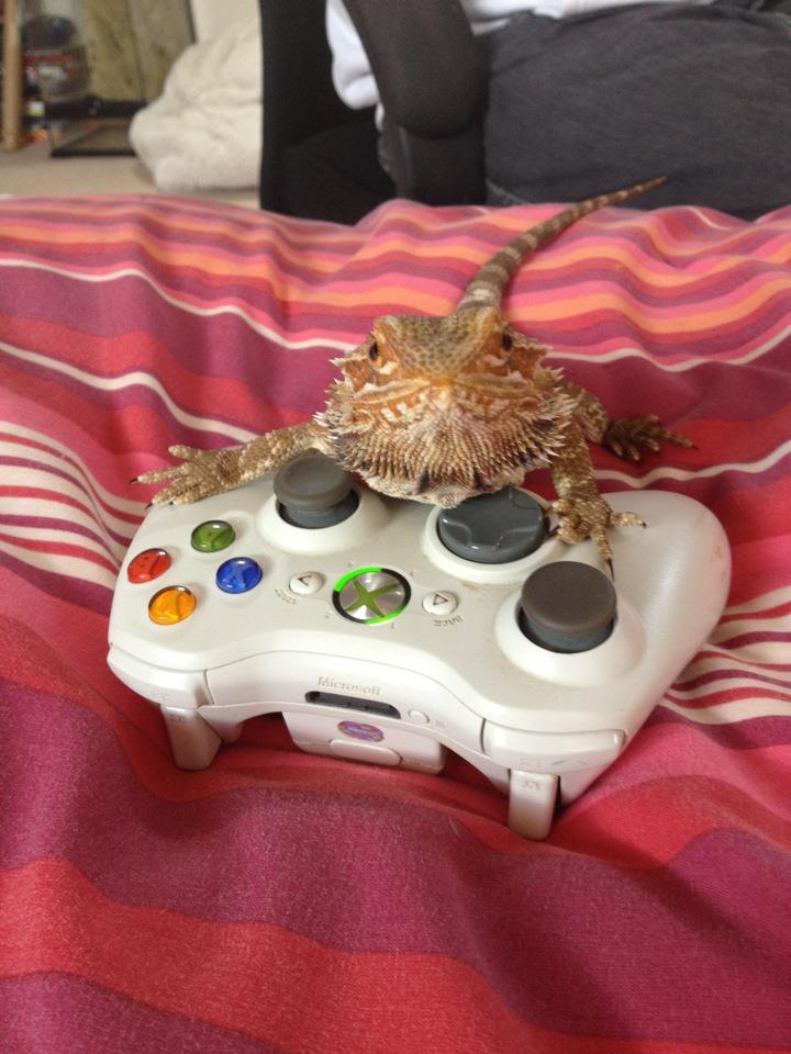 Hardcore gamer