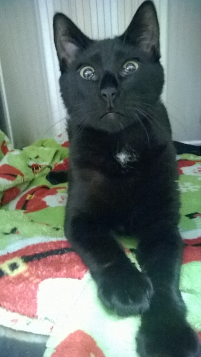 Sad kitty
