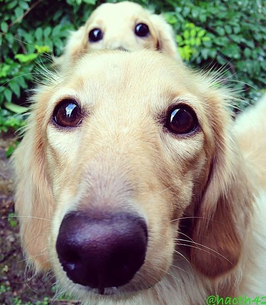Double trouble
