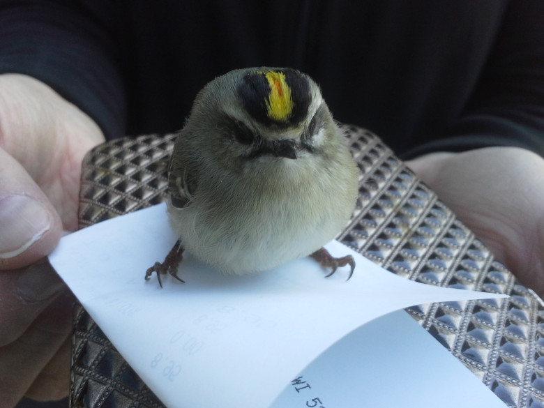 Angry bird