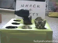 Whack-a-kitty