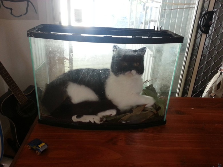 Kattakvarium