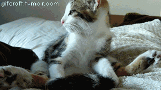 Kitty yoga steg 2