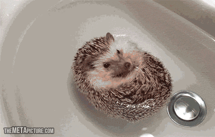Hedgeboat