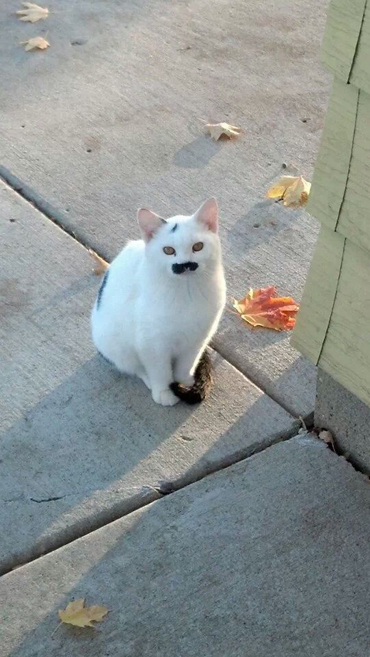 Kitler