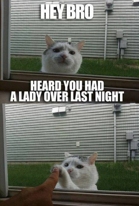 Cat Bro