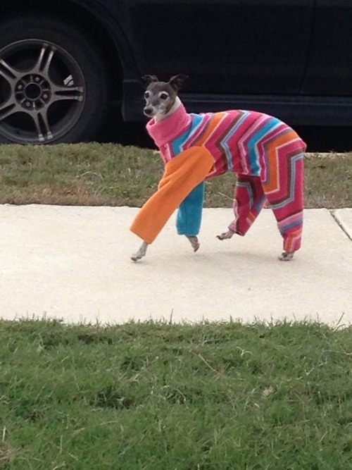 Hund med stil