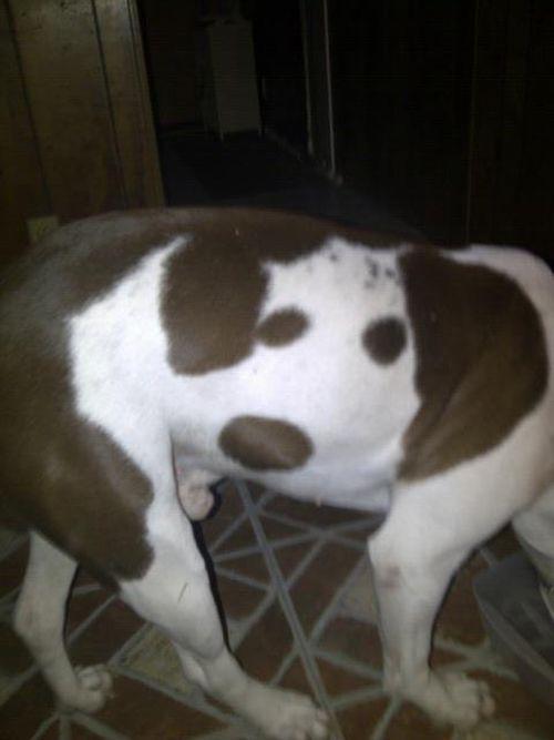 Dogception