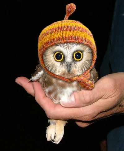 Owlet