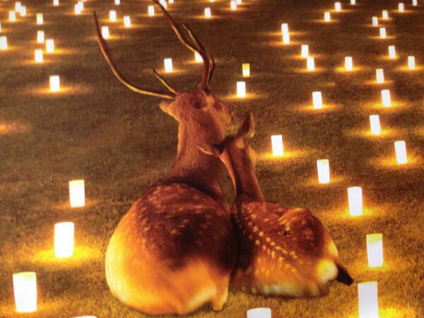 A deer couple