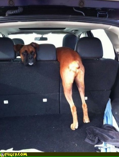Wrap around dog