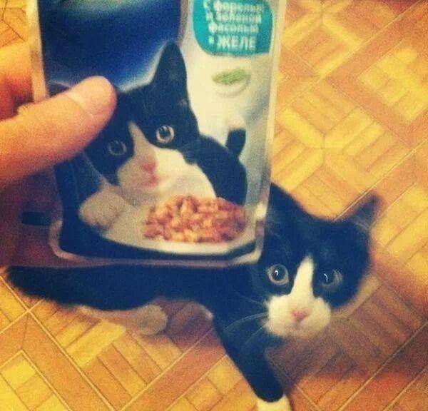 I has twin