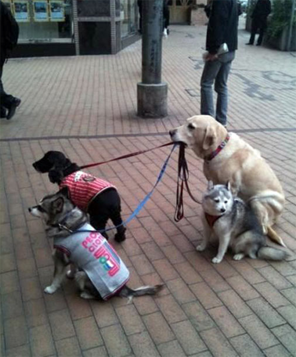 Dogsitter