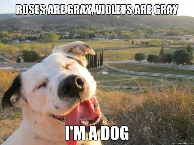 I'm a dog