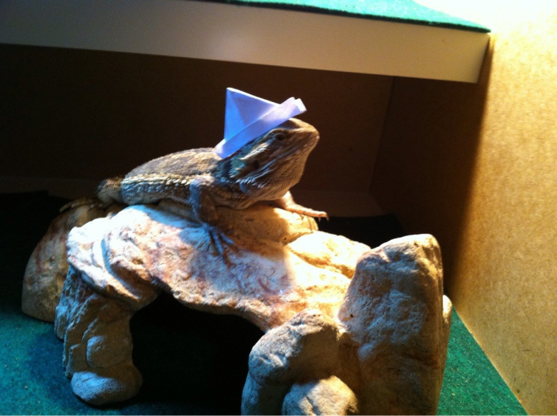 Captain lizard