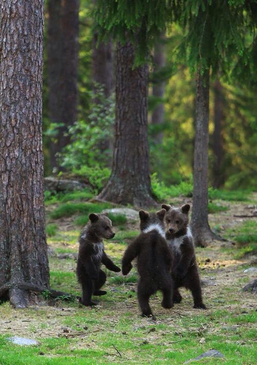 Lets dance