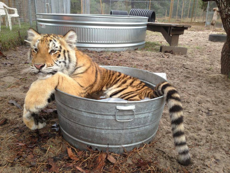 If i fits i sits