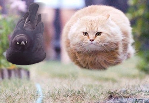 Epic chase