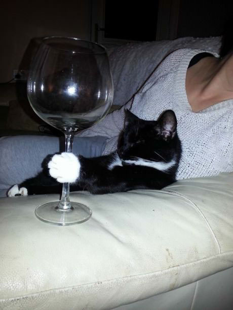 Sofistikerad Katt 