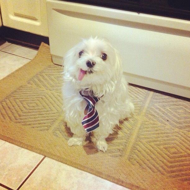 Derpdog