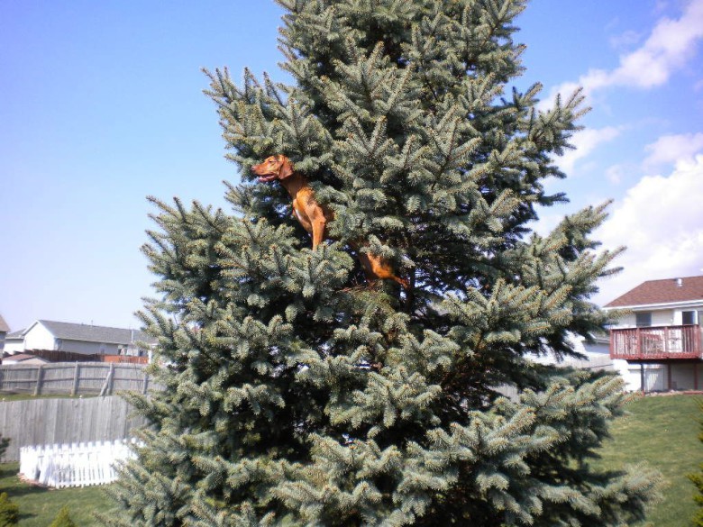Juldekoration