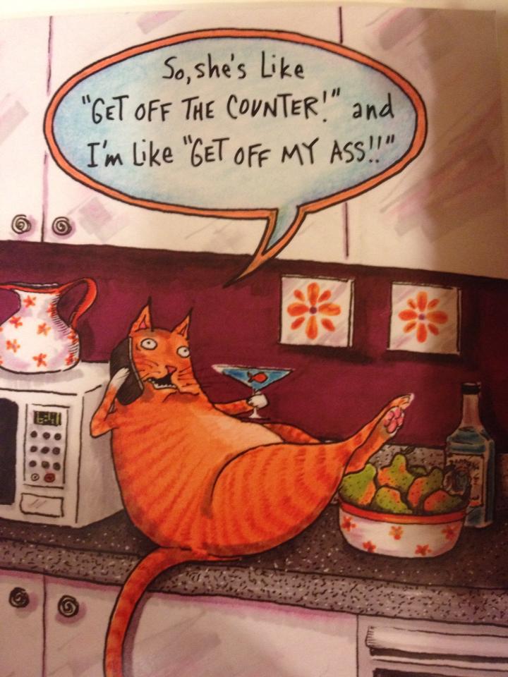 Lat katt
