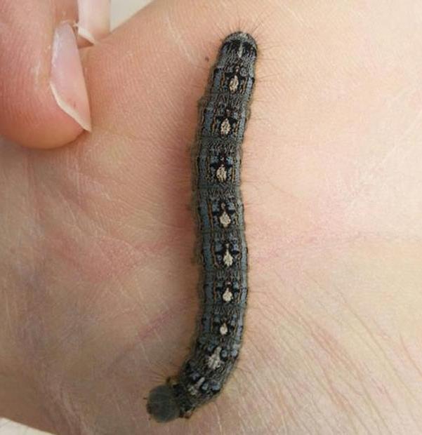Dekorerad larv