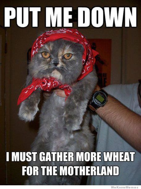 Rysk katt