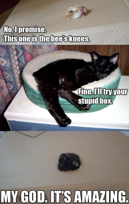 Katthumor