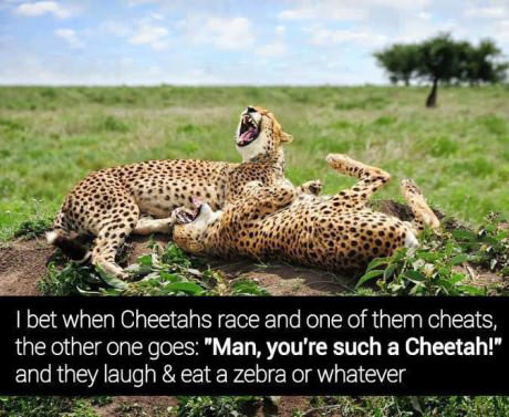 Cheetahs