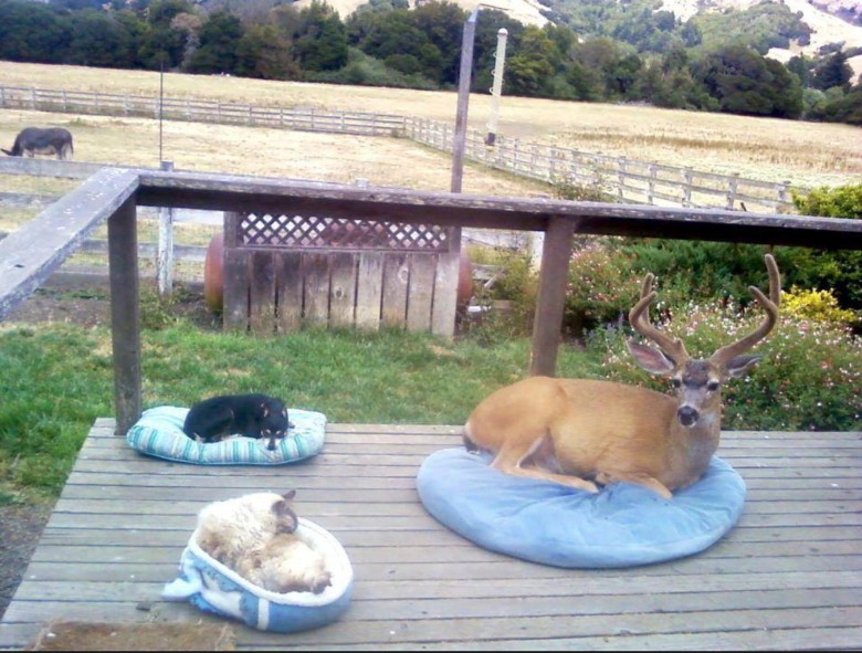 Oh deer