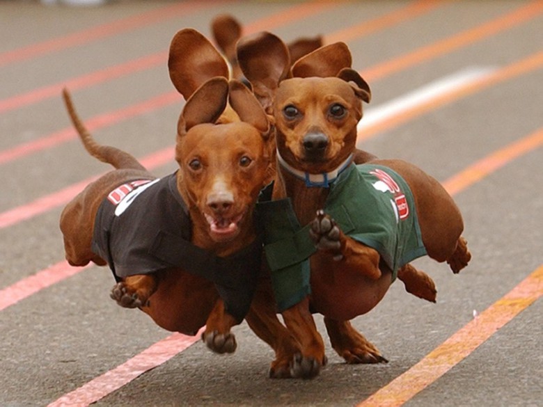 Dachshund racing