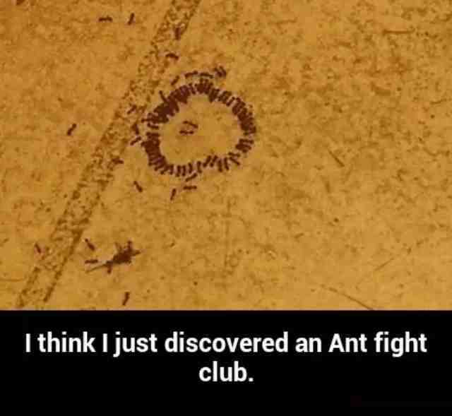 Ant fight club