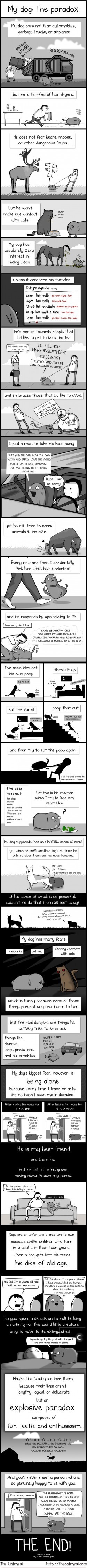 Liten comic om människans bästa vän