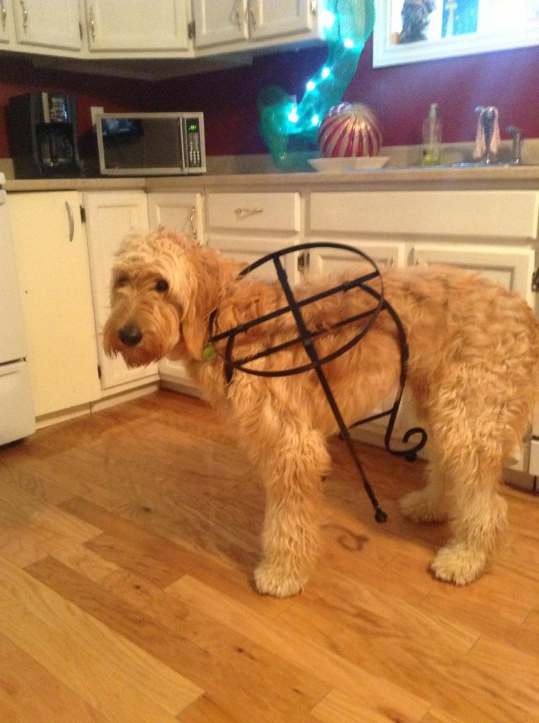 Bord och hund kombination