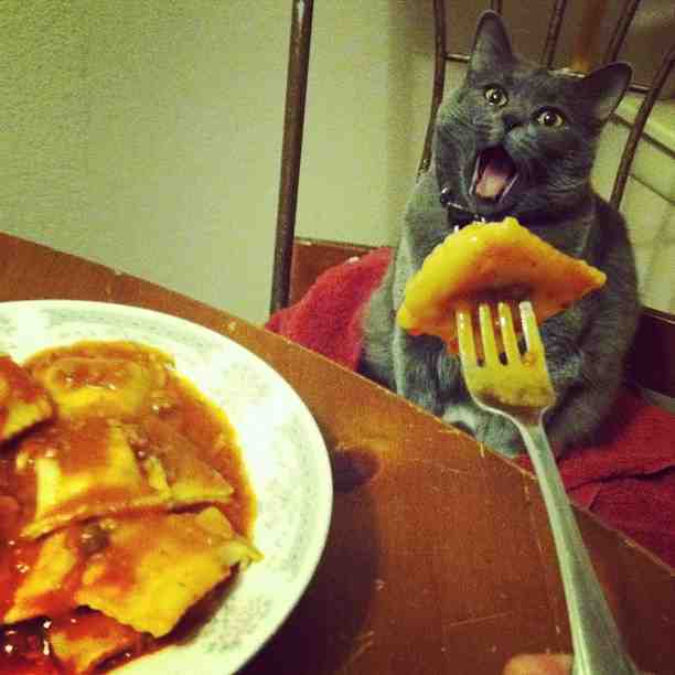 I can haz