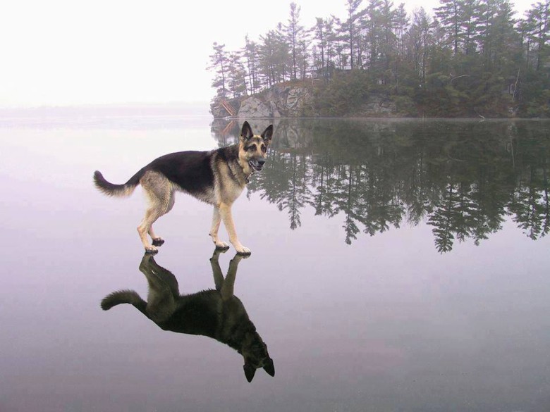 Om jesus hade hund