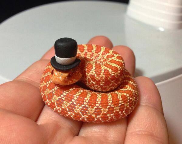 Stilig orm
