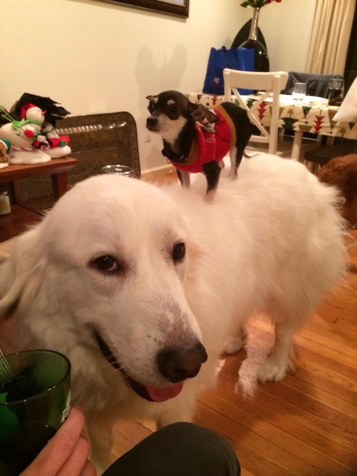 Doggyback ride