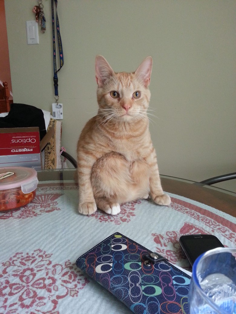 Gollum kitty