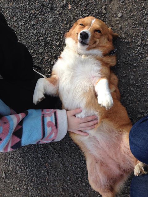 Happy dog